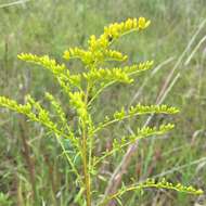 Image of Small's goldenrod
