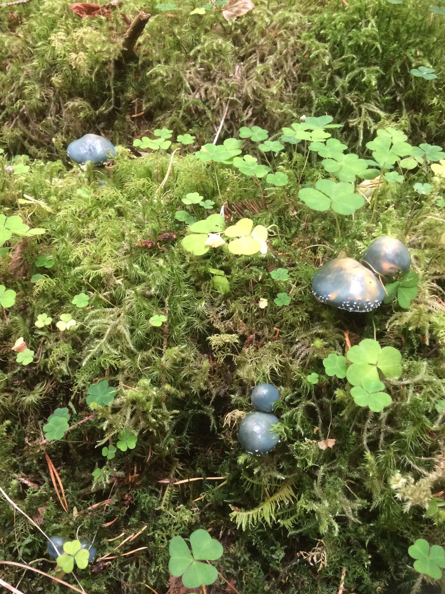 Image of verdigris agaric