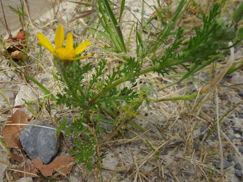 Image of Anacyclus radiatus Loisel.