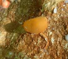 Image of peach seaslug