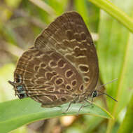 Image of Arhopala camdana Corbet 1941