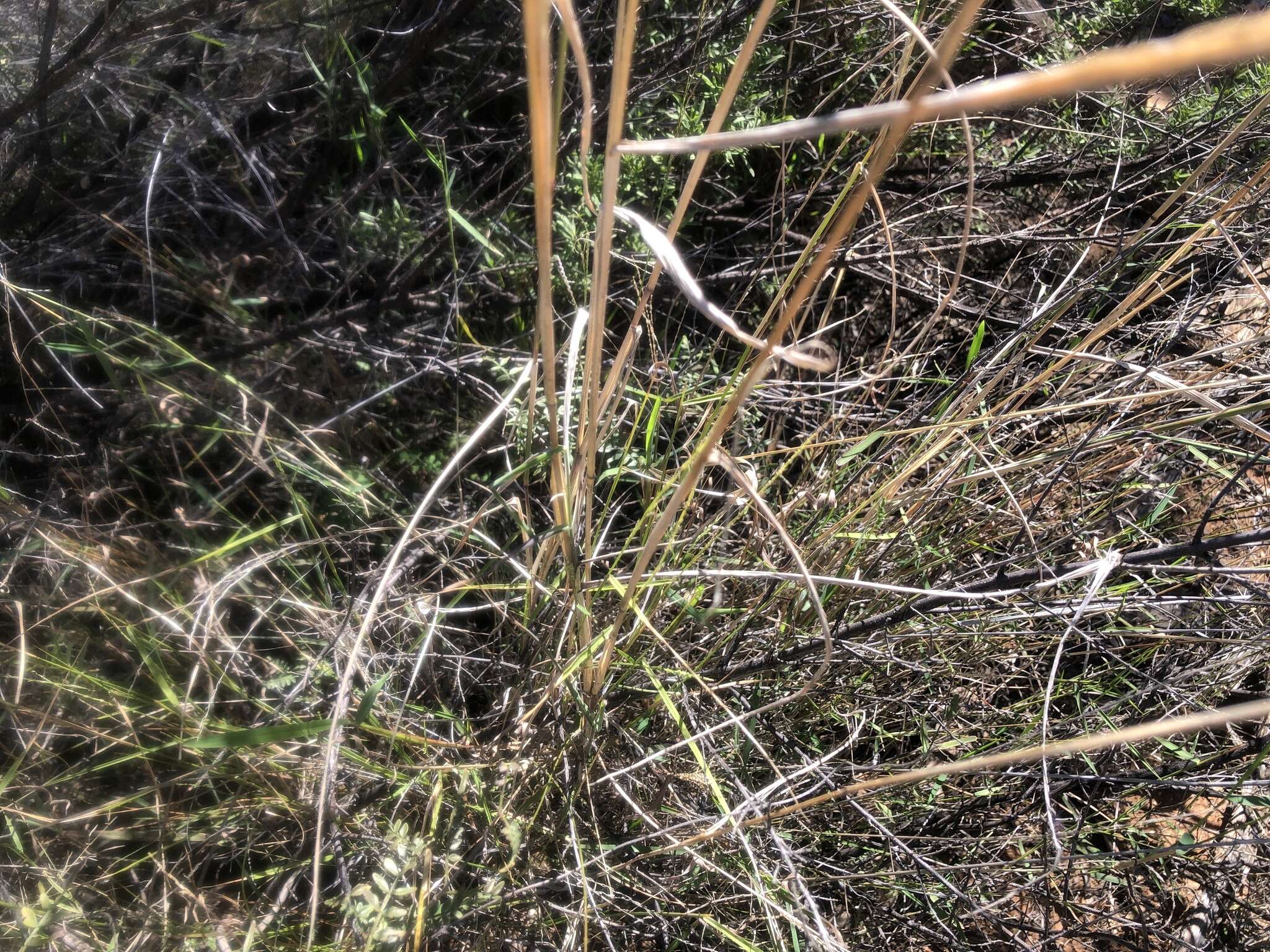 Image of Australian sprangletop