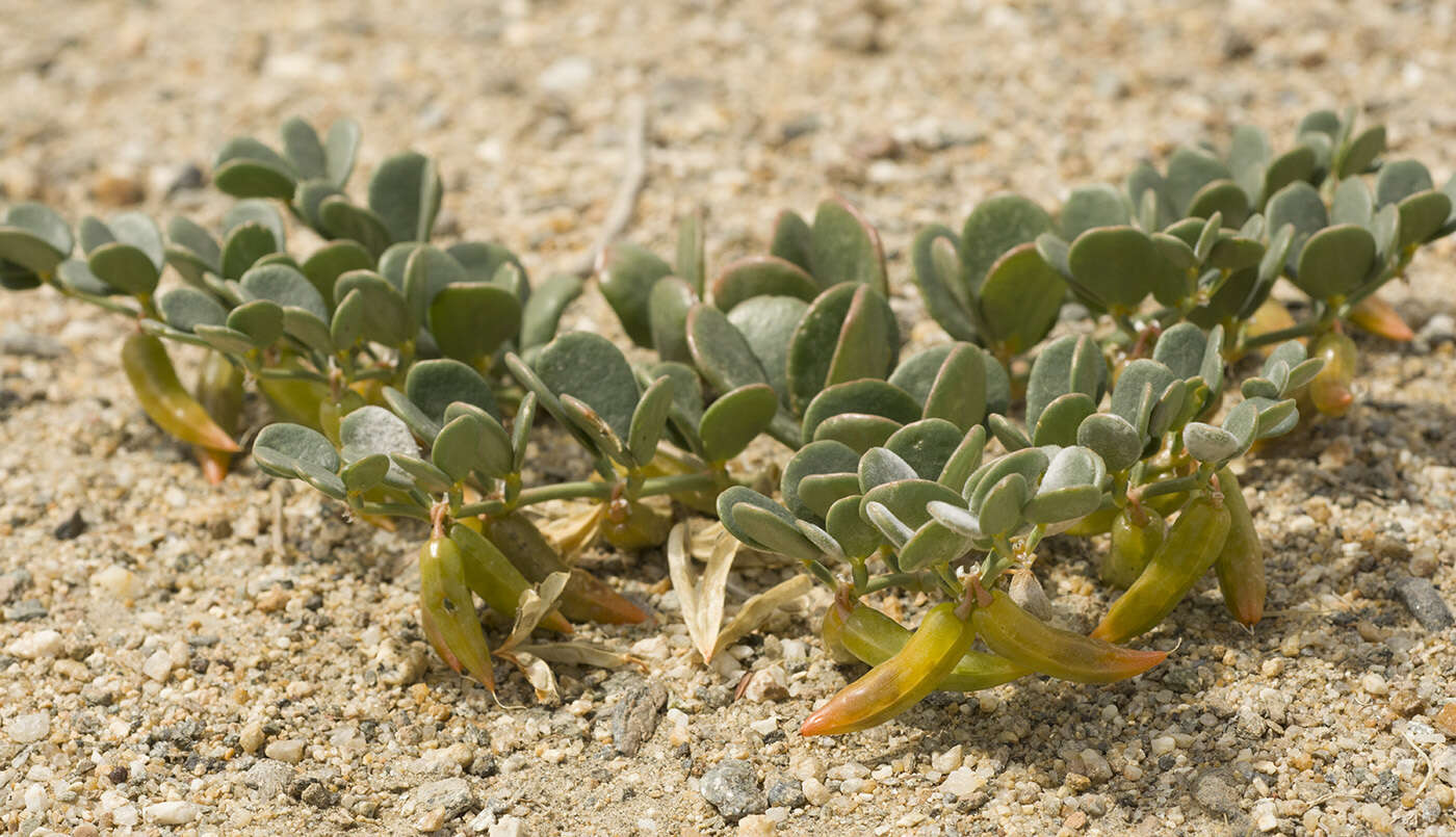 Image of Zygophyllum rosovii var. latifolium (Schrenk) Popov