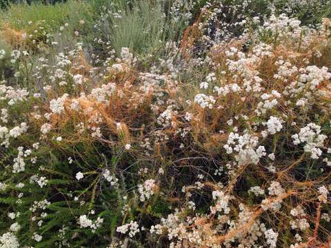 Image of chaparral dodder