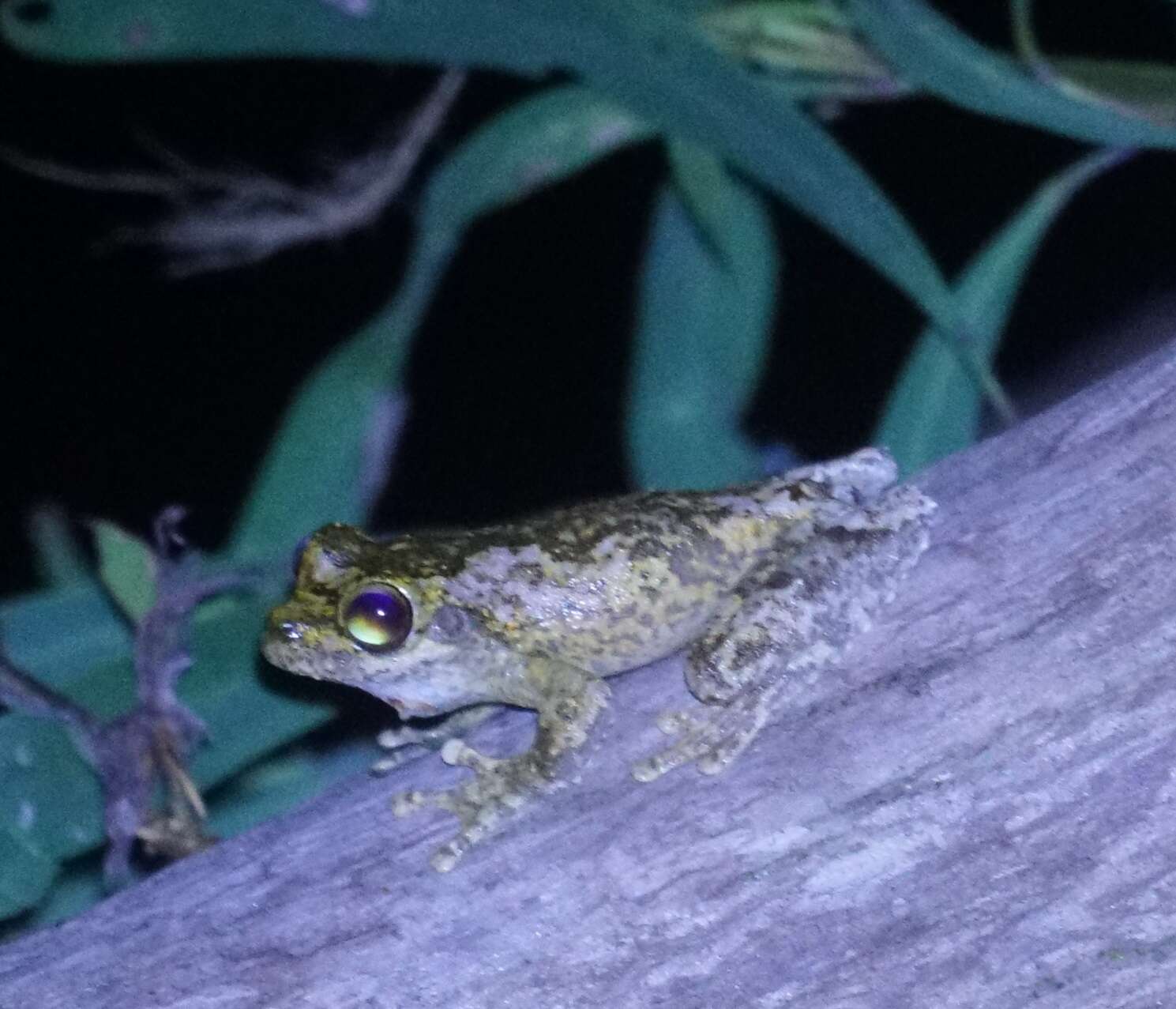 Image of Kuranda Tree Frog