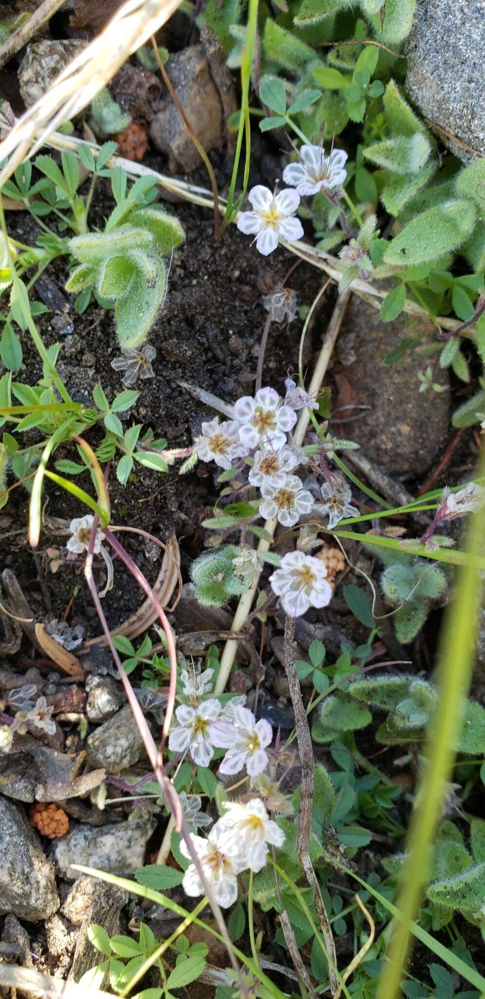 Image of Mojave phacelia