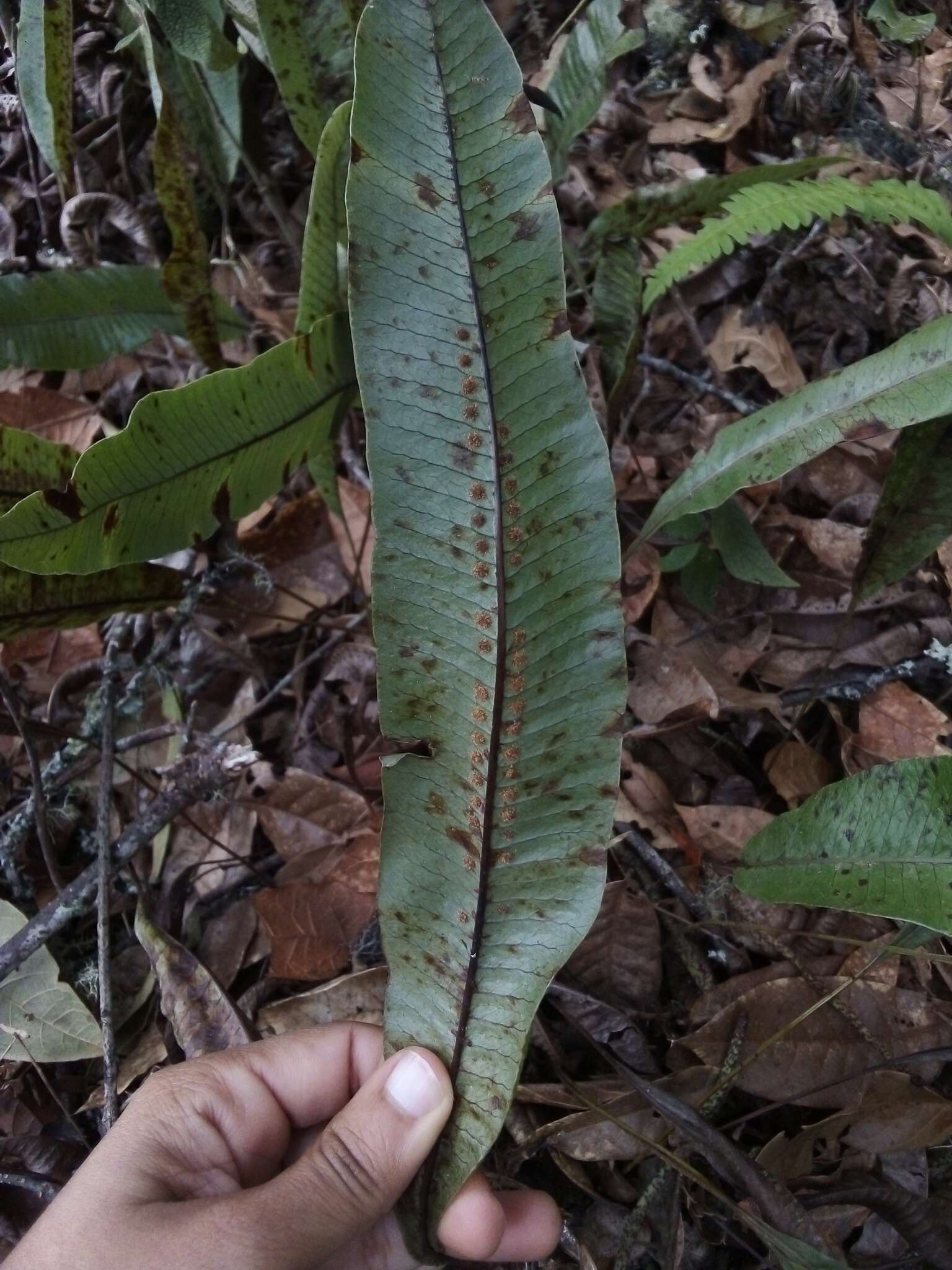 Image of Serpocaulon levigatum (Cav.) A. R. Sm.