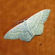 Слика од Scopula incanata Linnaeus 1758