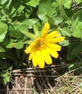 Image of cutleaf balsamroot