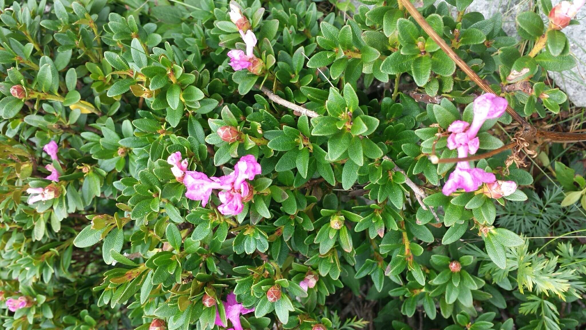 صورة Rhododendron myrtifolium Schott & Kotschy