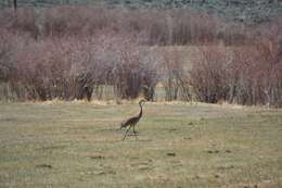 Image of Antigone canadensis canadensis (Linnaeus 1758)