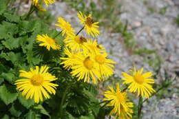 Image of Doronicum carpaticum (Griseb. & Schenk) Nym.