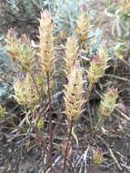 Image of toothed owl's-clover