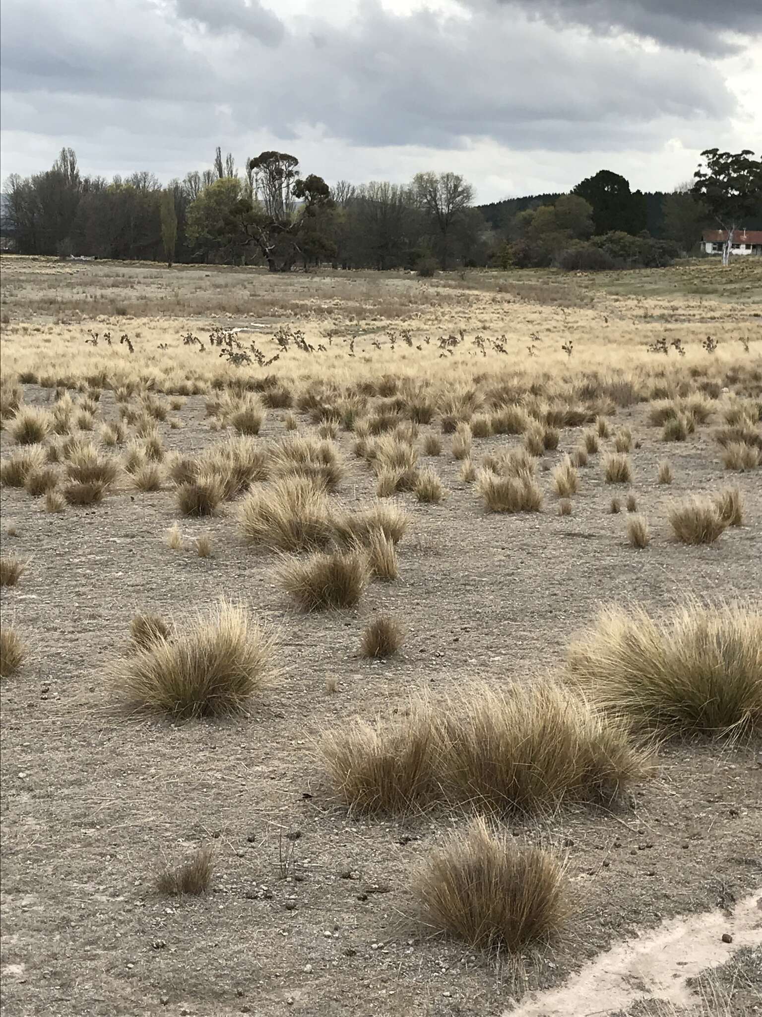 Image of serrated tussock