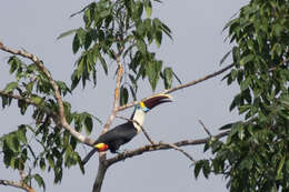 Image of Ramphastos tucanus cuvieri Wagler 1827