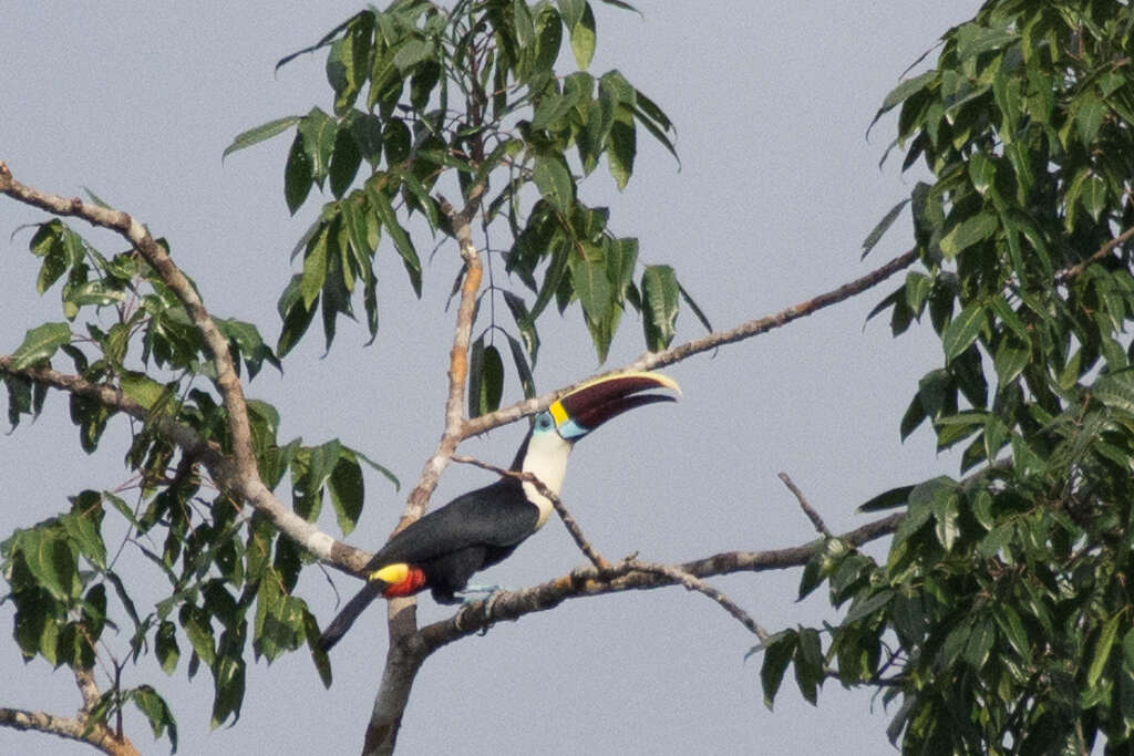 Image of Ramphastos tucanus cuvieri Wagler 1827