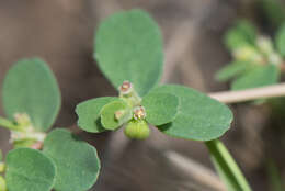 Imagem de Euphorbia taihsiensis (Chaw & Koutnik) Oudejans