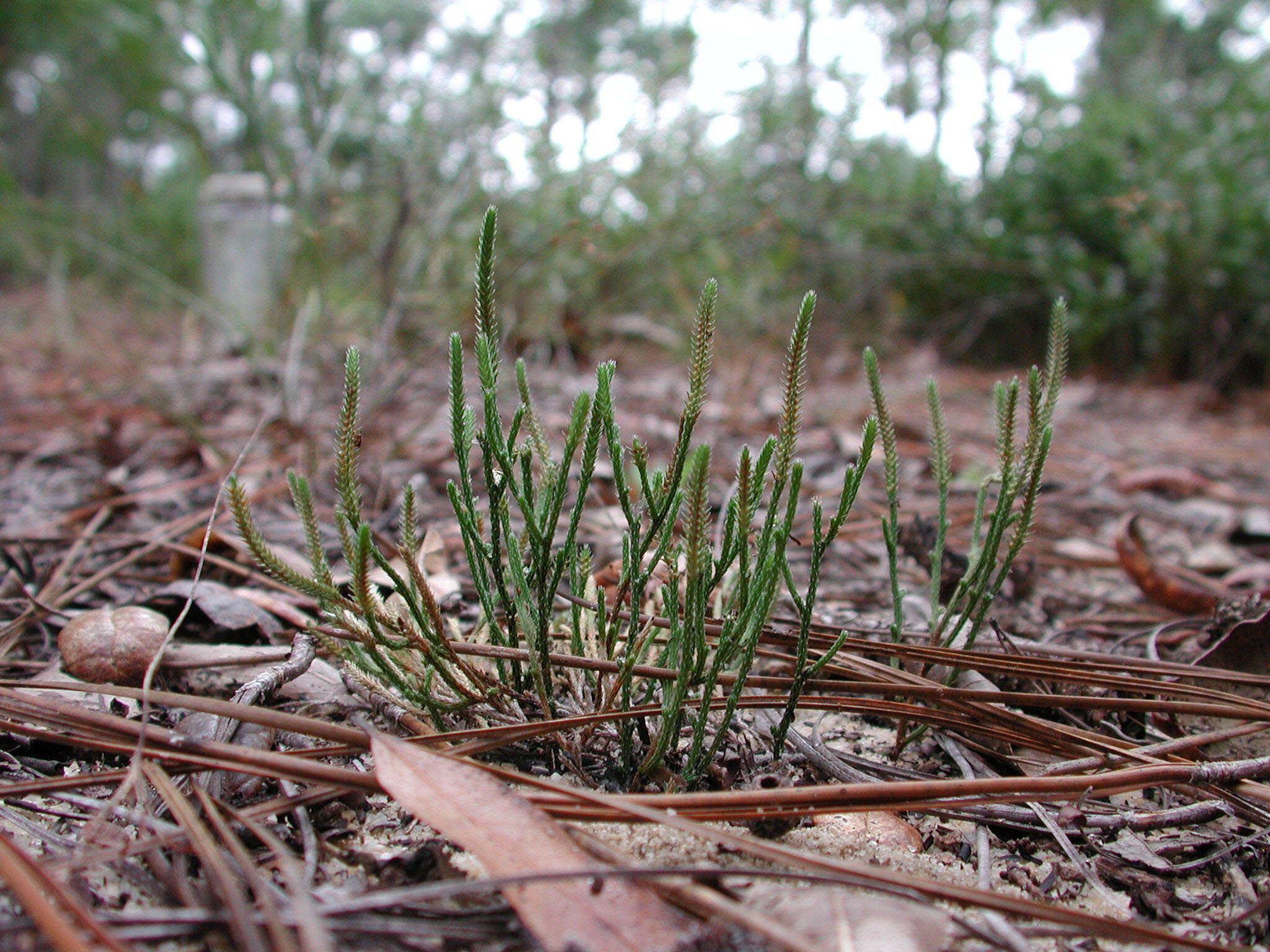 Image de Selaginella arenicola Underw.