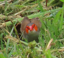 Image of Orange-cheeked Waxbill