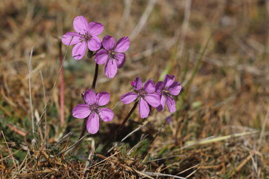 Sivun Erodium acaule (L.) Becherer & Thell. kuva