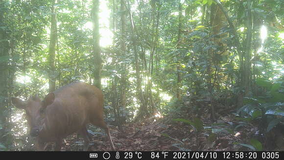 Image of Ogilby's Duiker