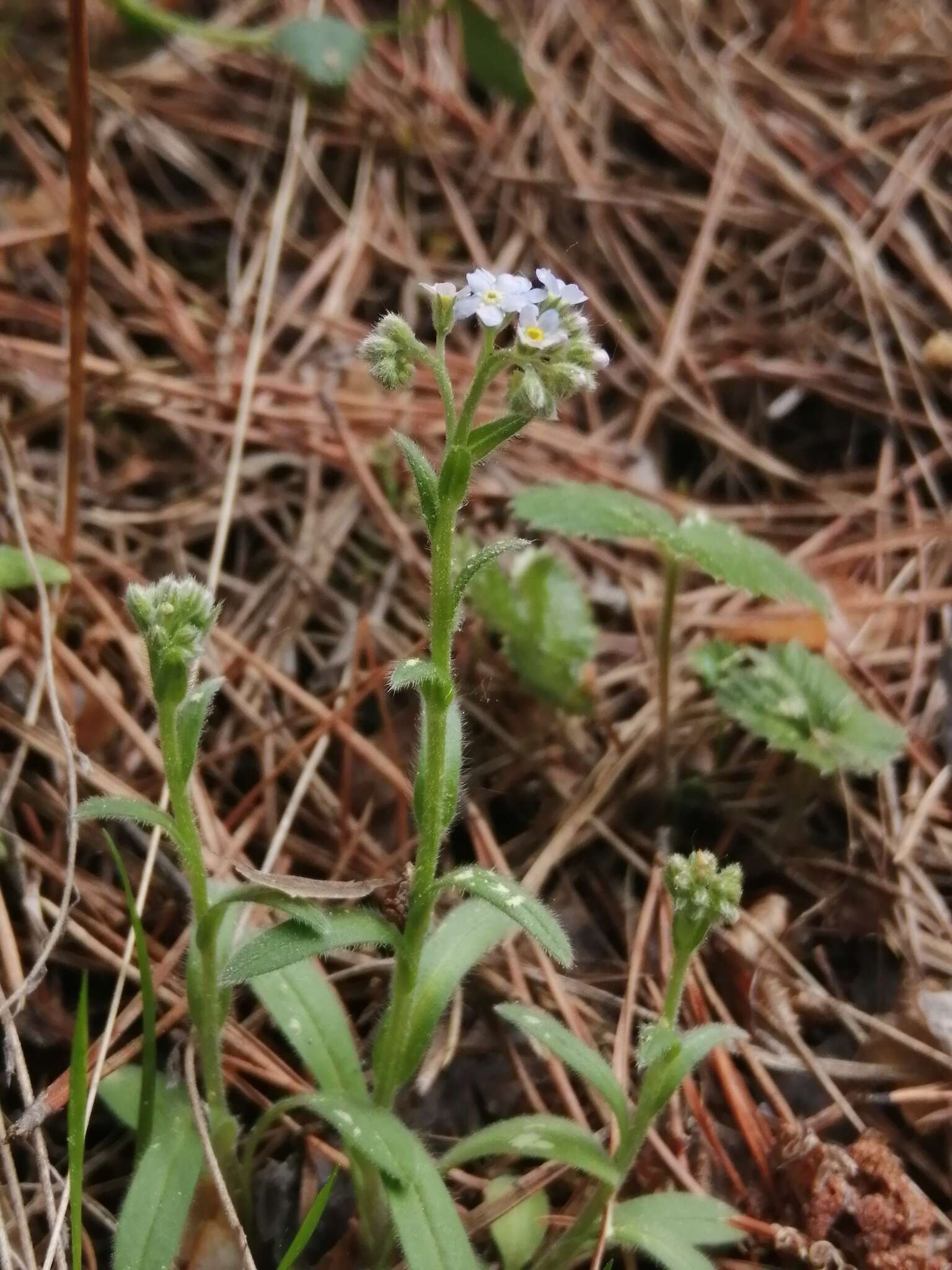 Imagem de Myosotis krylovii Sergievskaya