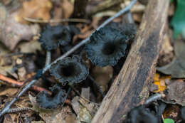 Image of Craterellus venosus R. H. Petersen 1975