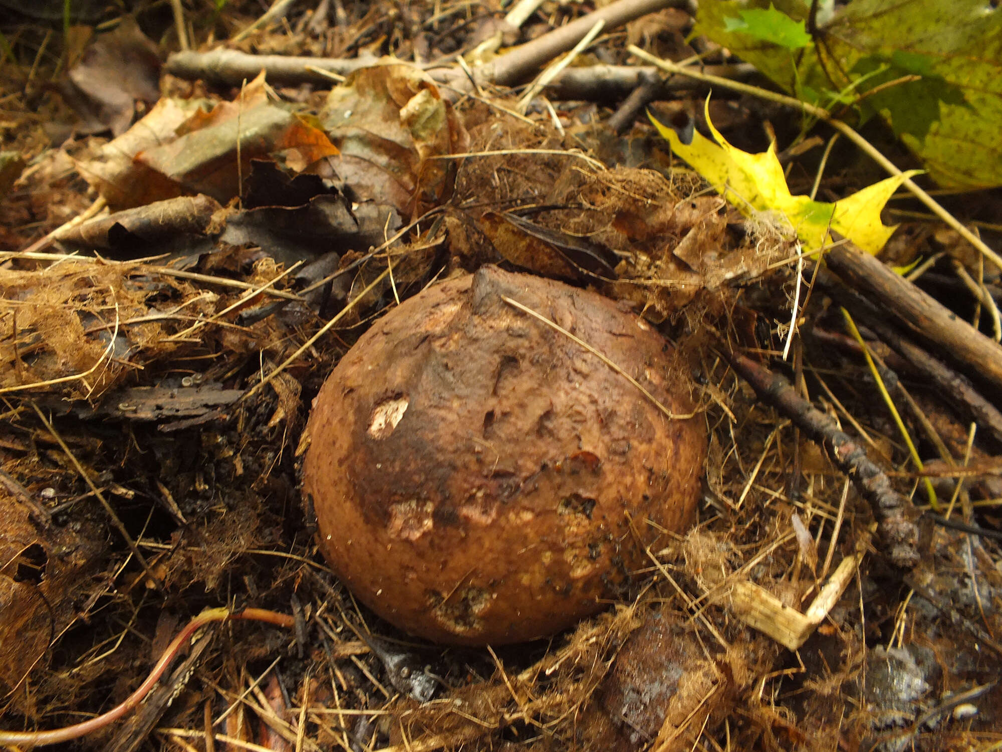 Image of Geastrum melanocephalum (Czern.) V. J. Staněk 1956