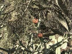 Image de Cylindropuntia vivipara (Rose) F. M. Knuth