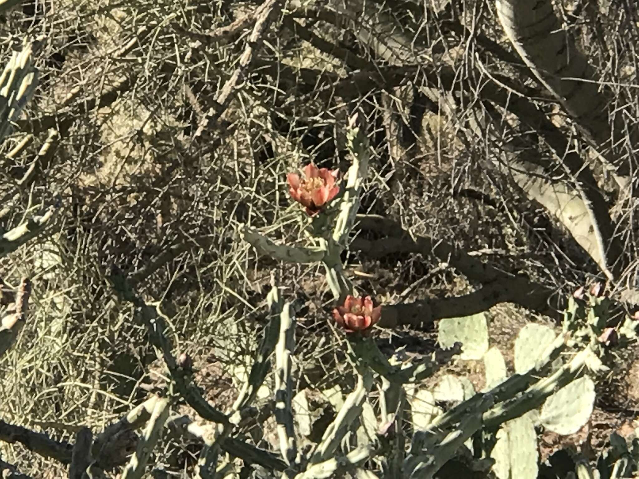 Image de Cylindropuntia vivipara (Rose) F. M. Knuth