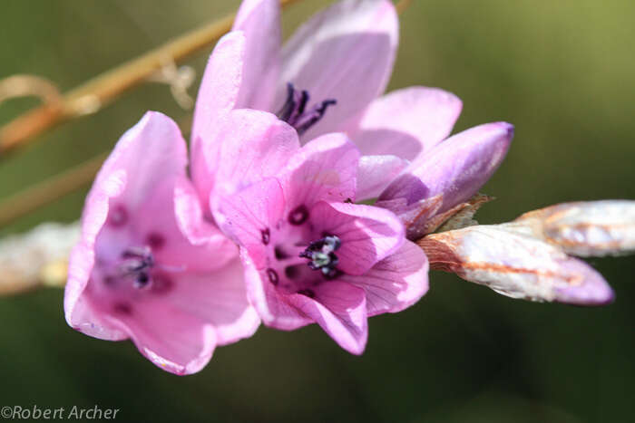 Imagem de Dierama igneum Klatt