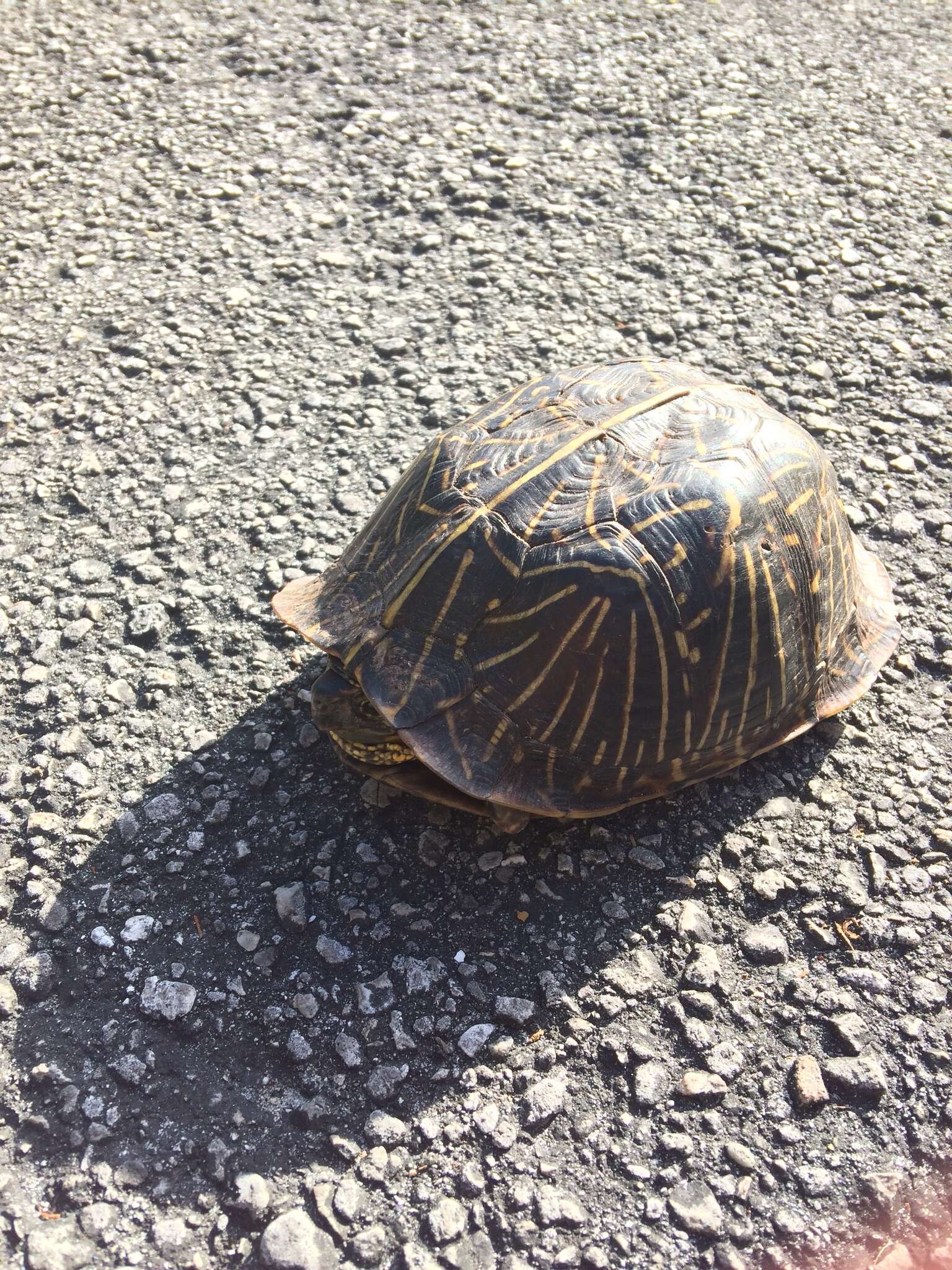 Image of Florida box turtle