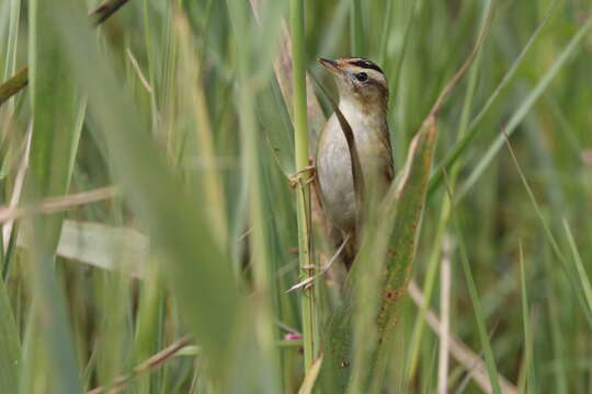 Image of Aquatic Warbler