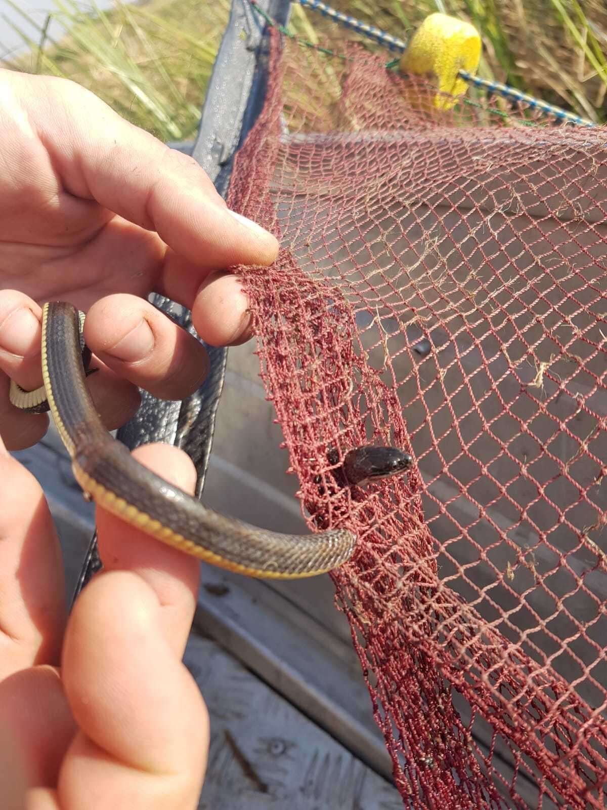 Image of Bangweulu Water Snake