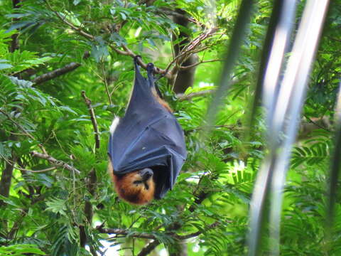 Image of Greater Mascarene Flying Fox