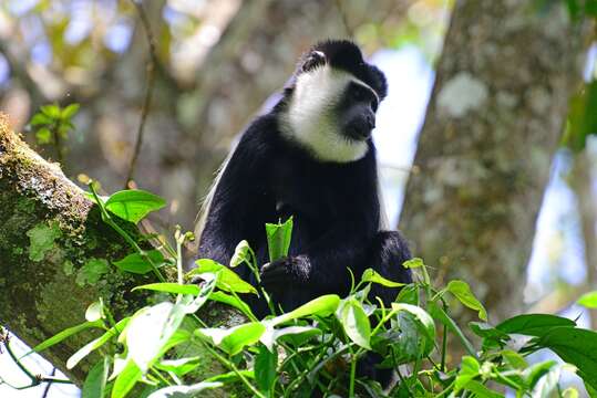 Plancia ëd Colobus guereza matschiei Neumann 1899