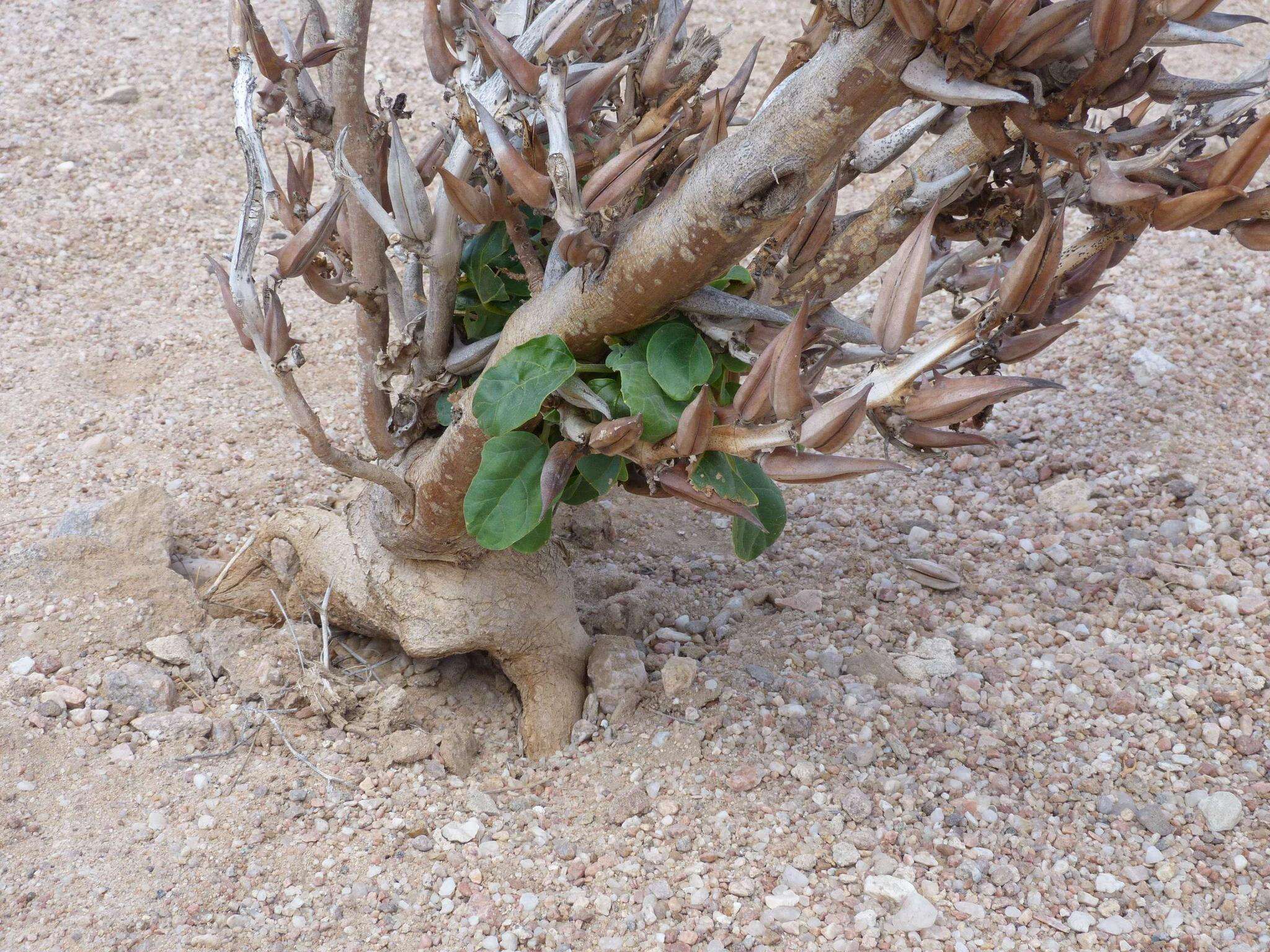 Image of Rogeria longiflora (Royen) J. Gay