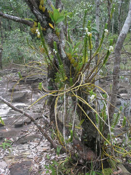 Imagem de Dendrobium ellipsophyllum Tang & F. T. Wang