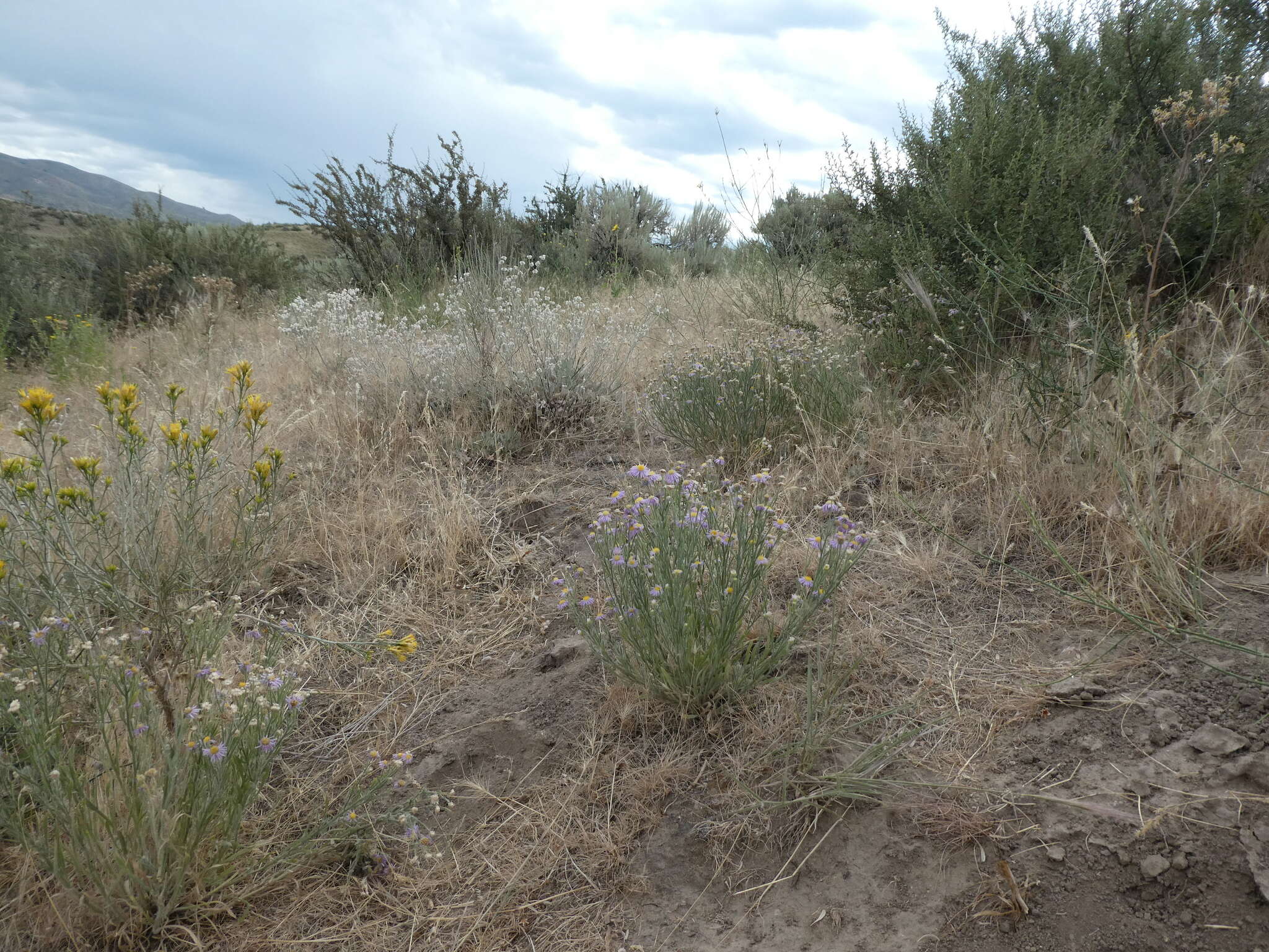 Image de Erigeron pumilus Nutt.