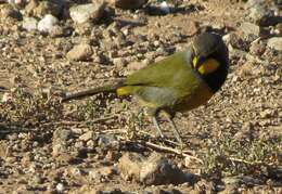 Слика од Telophorus zeylonus zeylonus (Linnaeus 1766)