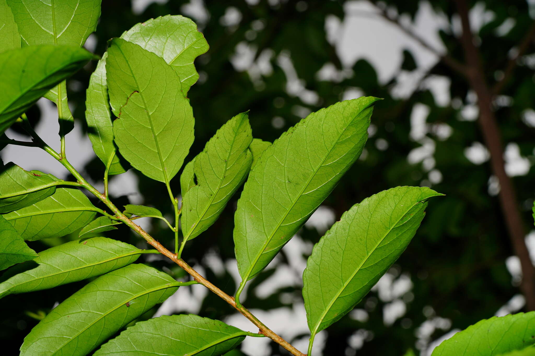 Image de Prunus zippeliana Miq.