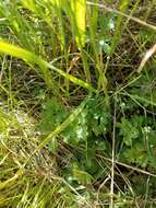 Image of prairie woodland-star