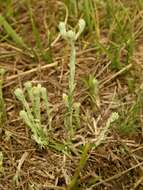 Image of common cottonrose