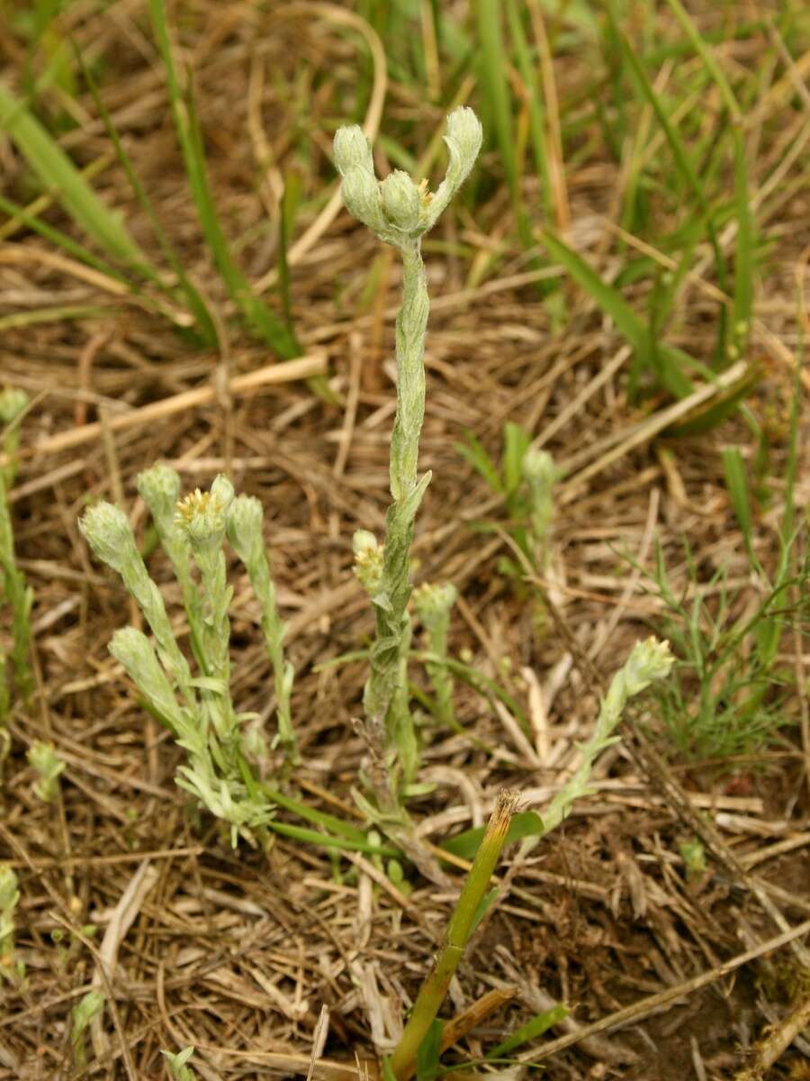 Image of common cottonrose