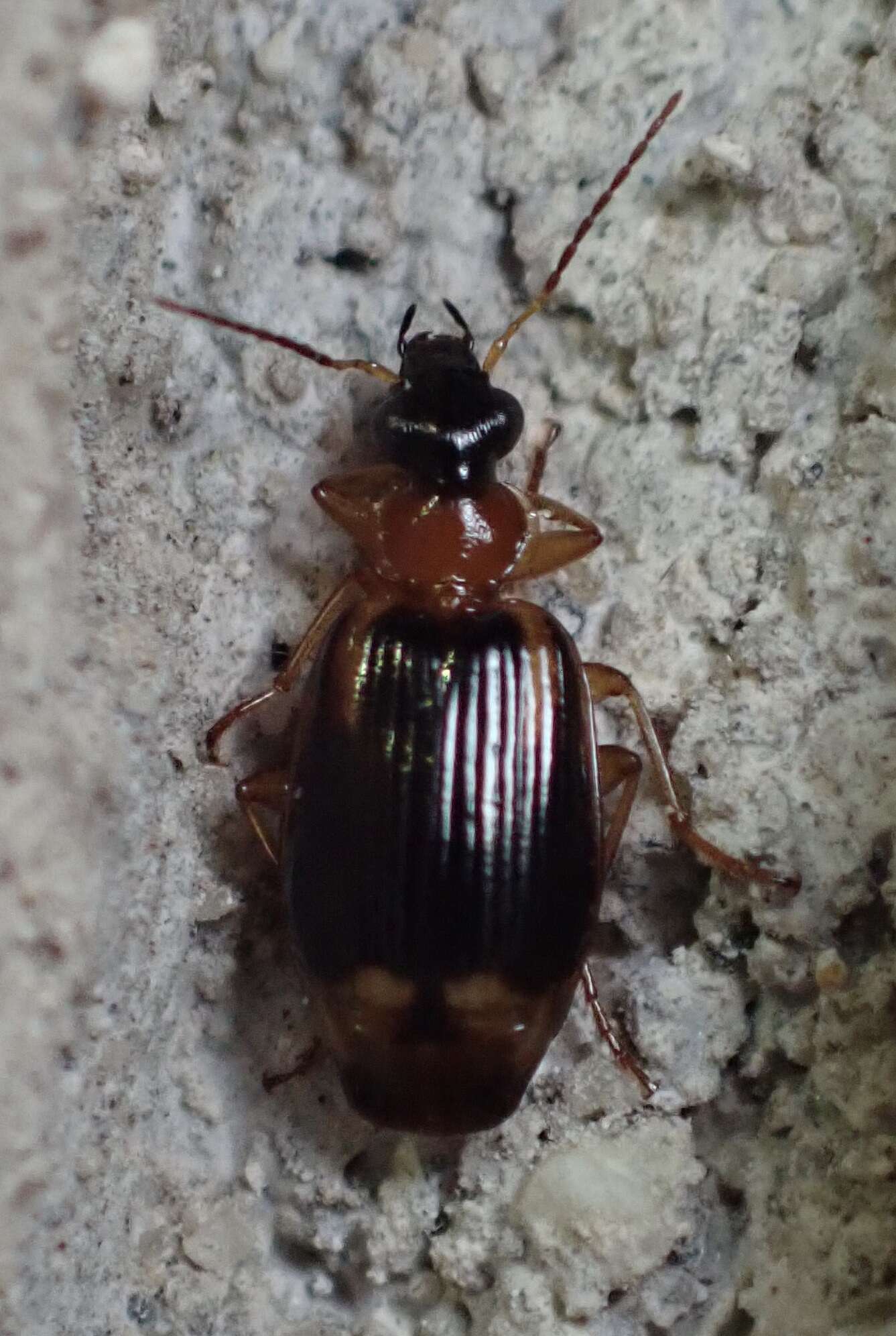 Image of Lebia (Lebia) analis Dejean 1825