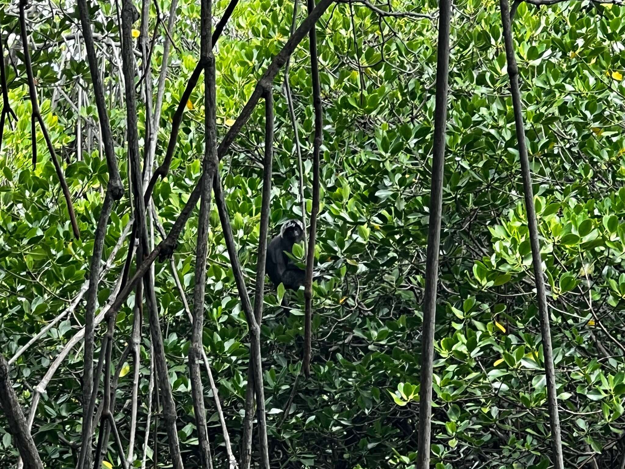 Image of Eastern Ebony Leaf Monkey