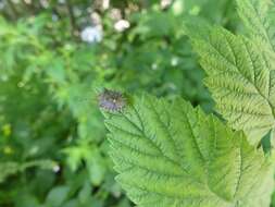 Image of Dusky Stink Bug