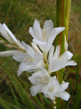 Image of Dierama argyreum L. Bolus