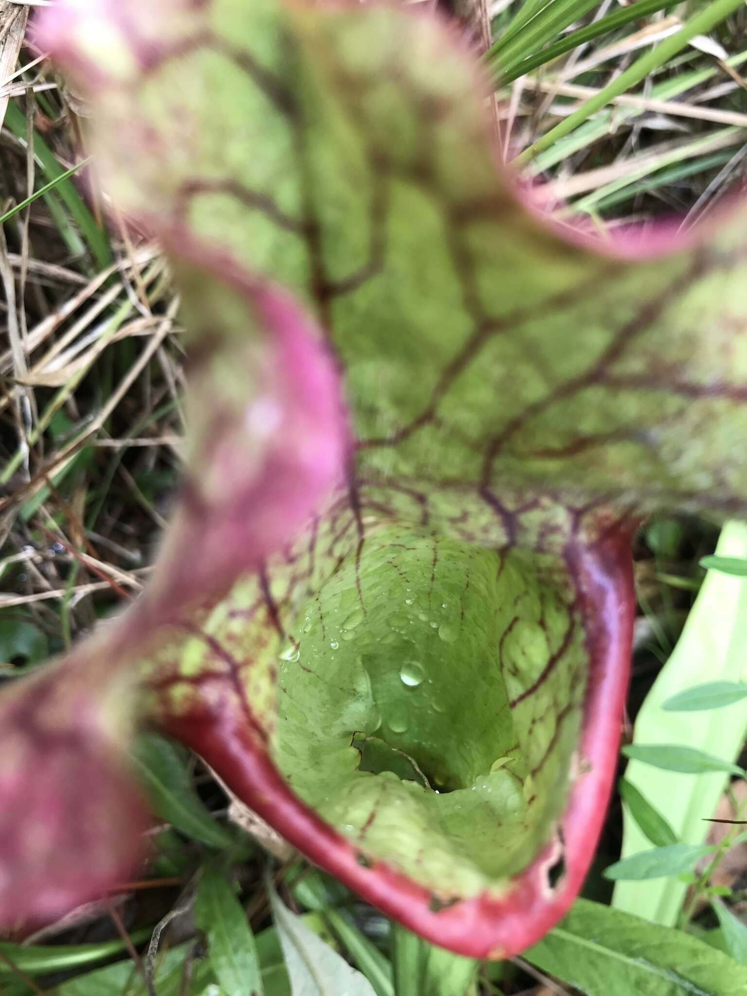 Image of pitcherplant