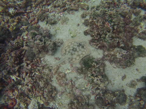 Image of Cortez Round Stingray